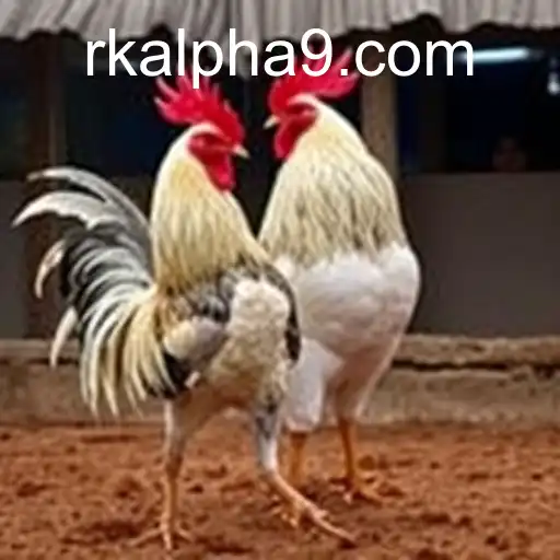 Rk Alpha and the Intriguing World of Cockfighting